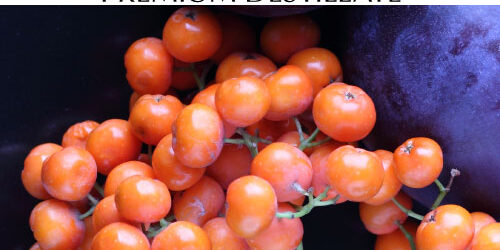 destillat-vogelbeere