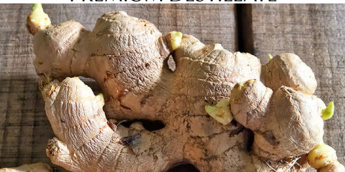 destillat-galgantwurzel