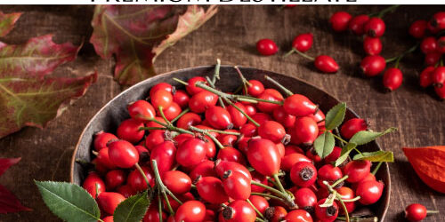 destillat-hagebutten