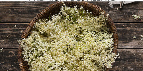 destillat-holunderblueten destillat-holunderblueten