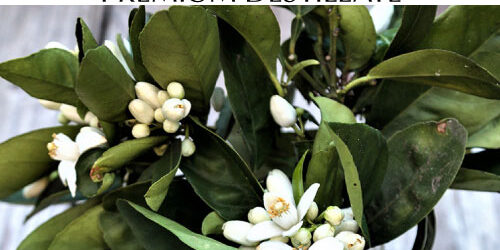 destillat-orangenbluete