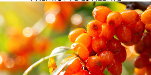 destillat-sanddorn destillat-sanddorn