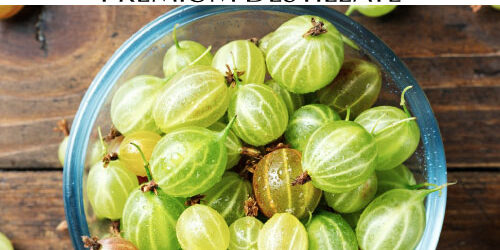 destillat-stachelbeere