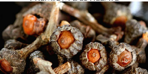 destillat-zimtbluete